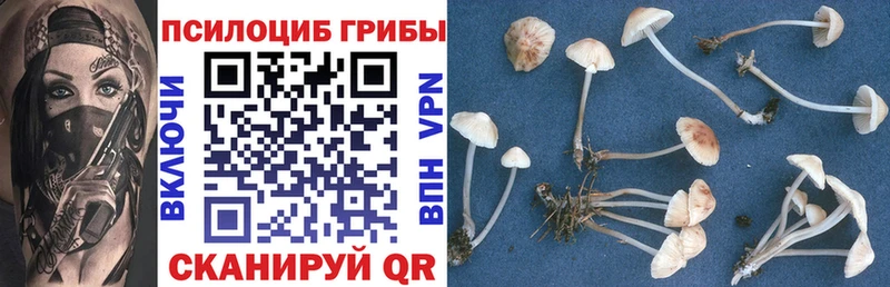 Псилоцибиновые грибы Psilocybe  Богородицк 